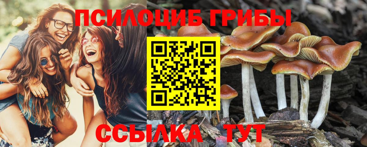 Галлюциногенные грибы Psilocybe Дальнереченск